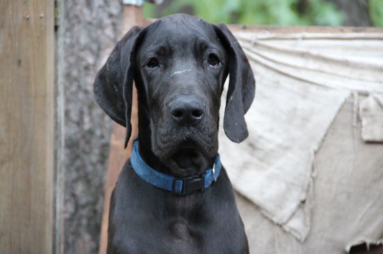 DOG NIEMIECKI - czarny piesek z bardzo dobrym rodowodem